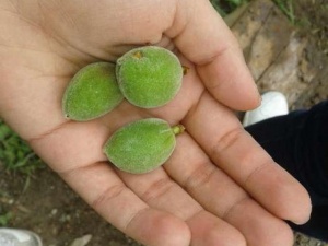 Kilosu 70 TL var mı yiyen?