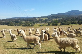 Avustralya'nın Alpaka develeri Türkiye yolcusu