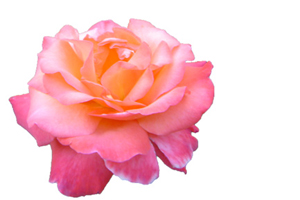 Hz. Peygamber (asm) sıcak yemekten nehyetti