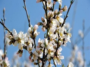 Badem ağaçları çiçek açtı