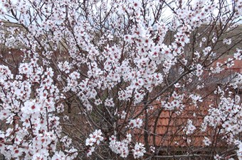 Aksaray’da ağaçlar çiçek açtı