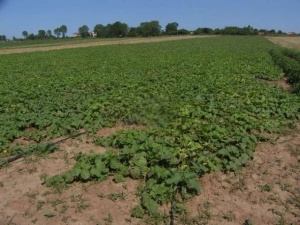 Tarımda miras yoluyla bölünmeye son
