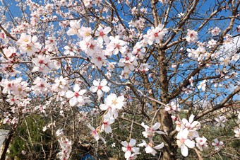 Muğla'da çiftçiler soğuk havadan endişeli