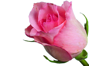 Sadaka Rabbin gazabını söndürür, kötü ölümden korur