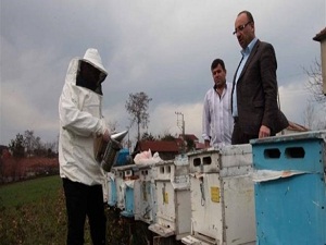 Çevre kirliliğini 'arılar' tespit edecek!