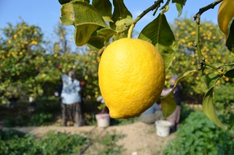 Sezon sonu limon yüz güldürdü