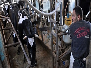 İsrail ablukası hayvanları da vuruyor