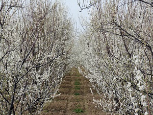 Ağaçlar erken çiçek açtı, çiftçiler tedirgin