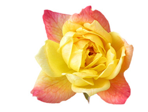 Namaz, mümini Allah'a yaklaştıran bir vasıtadır