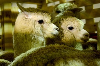 Alpaka develeri Türkiye'ye getirildi