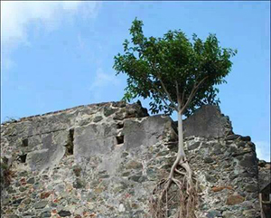 Bismillah'tan başka hangi sır ağacı bu duvarda tutabilir ki?