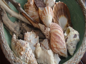 Yengeç kabuğu organik gübre oldu