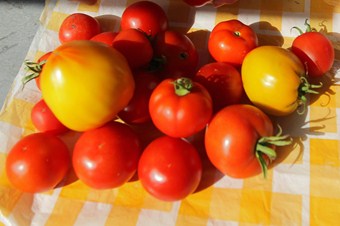 Rusya, 24 ton domatesi Türkiye’ye geri gönderdi