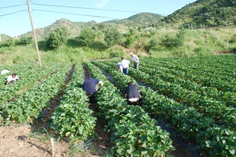 Kansere iyi gelen besinler