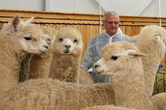 Türkiye’nin İlk Alpaka Develeri Selçuk Üniversitesi’nde