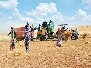 Tarım işçisi kadınların sağlığı alarm veriyor!