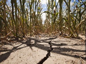 Doğu'da kuraklık yaşanmayacak