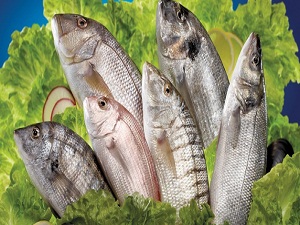 Avrupa, Türk balığını tüketiyor