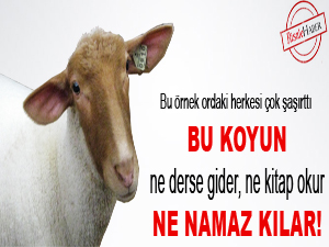 Bu koyun ne derse gider, ne kitap okur, ne namaz kılar!