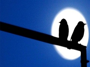 Ege'nin su kuşları sayıldı