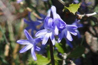 Dağ sümbülü köylüye ek gelir oluyor