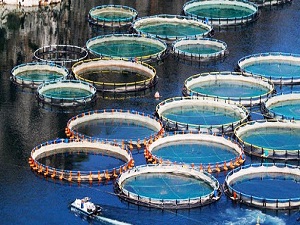 Türkiye'den büyük başarı, Avrupa'da ilk üçe çıktı