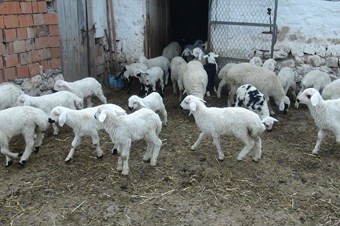 Baharın müjdecisi kuzular görülmeye başladı
