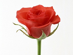 Biriniz Rabbiyle konuşmak istiyorsa Kur'an okusun