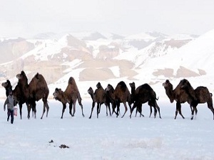 2100 rakımda güreş devesi yetiştiriyorlar