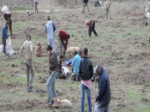 Sınır hattında meyan kökü topluyorlar