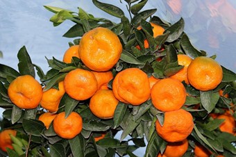 Zam şampiyonu mandalina