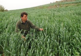 Başağa Duran Buğdaylar Yağmur Bekliyor