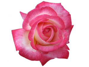 Güçsüzleriniz olmasa rızıklanabilir miydiniz?