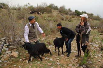 'Yanlış politikalar Toroslarda kıl keçiciliğini bitirdi'