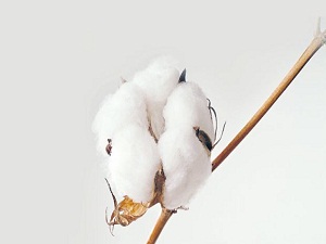 Pamuk ekim alanı 1 yılda 377 bin dekar azaldı