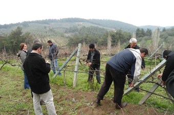 Bağcılara budama eğitimi
