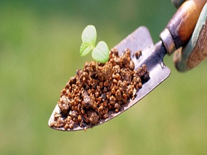 Peyzaj Mimarları Odası Yönetmeliğinde değişiklik