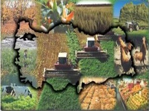 Bitkisel üretim değeri yüzde 18 arttı