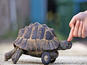 Kaplumbağaya 'tekerli' bacak