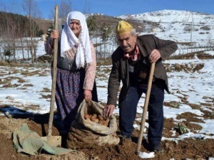 Toprağa gömüp saklıyorlar