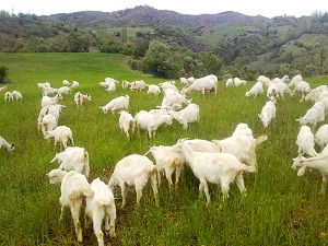 Saanen Keçileri Yetiştiricilerin Yüzünü Güldürüyor