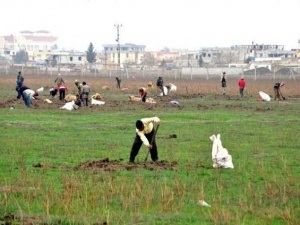Mayınlı alanda meyan kökü topluyorlar