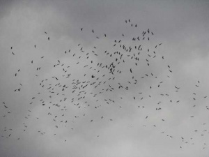 Göçmen kuşlar erken geldi