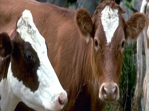 Kuraklıkla ilgili ürküten açıklama