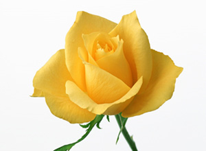 Gönlünüzden faydalı bir nasihat geçiyorsa onu söyleyin