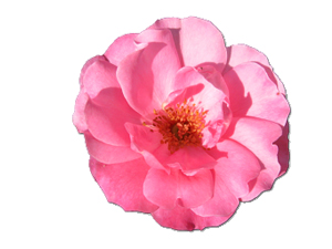 İşi ehil olmaya verildiğinde kıyameti bekle