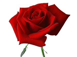 Allah her sanatkarın ve sanatının sanatkarıdır.