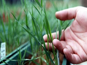 Kuraklığa dayanıklı hububat