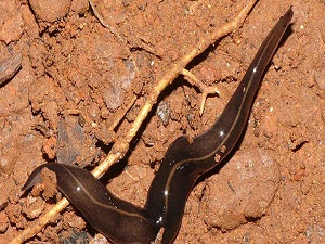 Avrupa'da rastlanan bir solucan türü biyolojik çeşitliliği tehdit ediyor