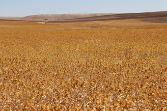 Tohumları yurt içinde üretelim